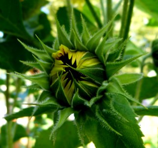 Tournesol en bouton 2