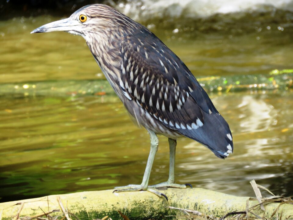 Bird heron resting photo