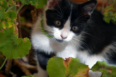 Young cat curious black and white