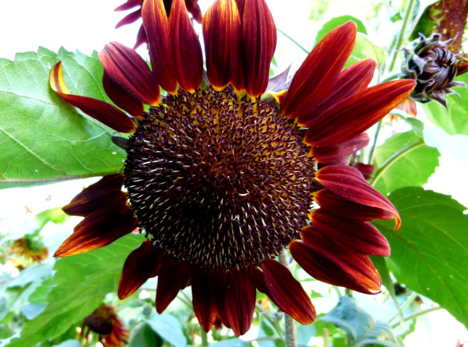 Tournesol rouge foncé
