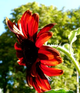 Tournesol rouge 01