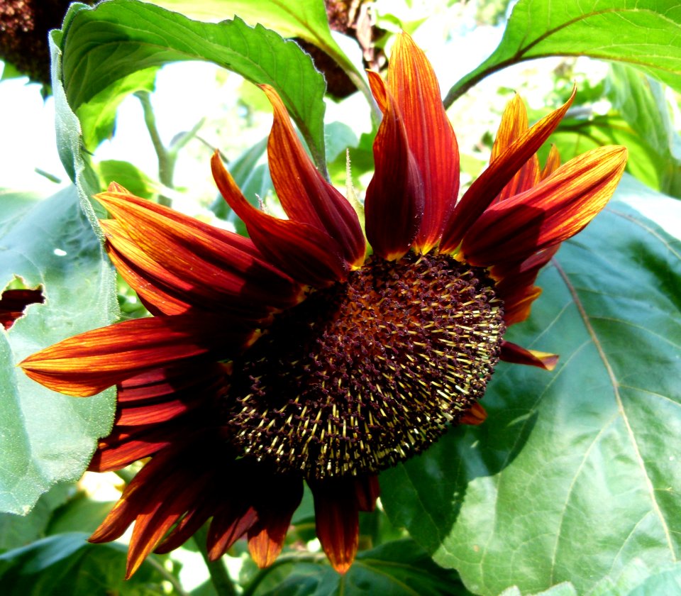 Tournesol rouge et jaune 2