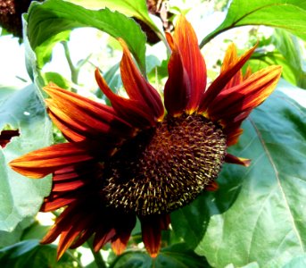 Tournesol rouge et jaune 2
