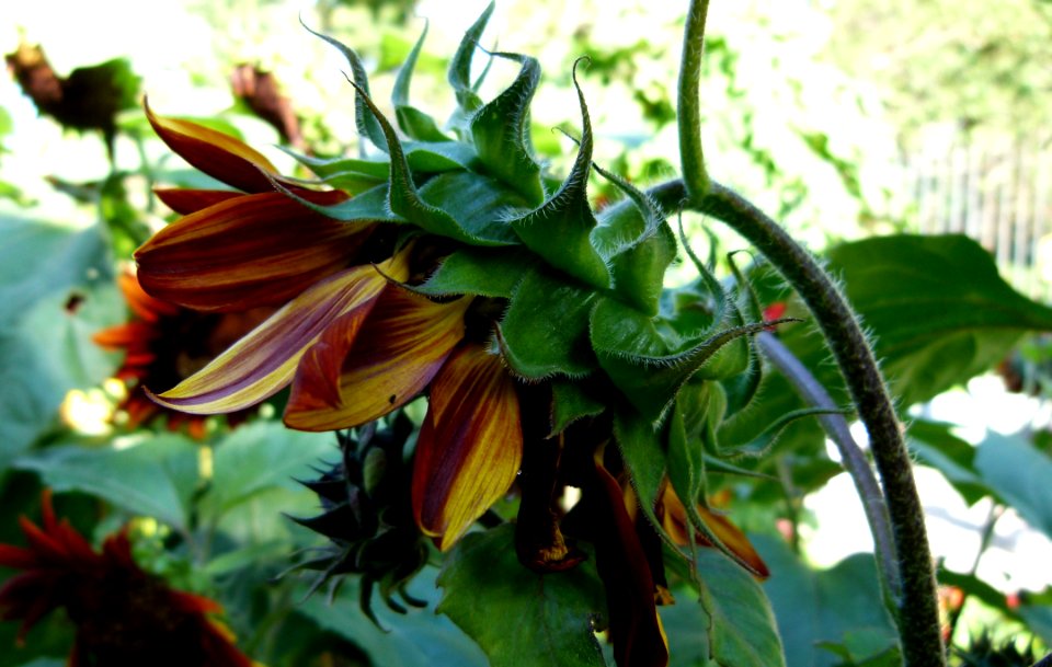 Tournesol rouge et jaune