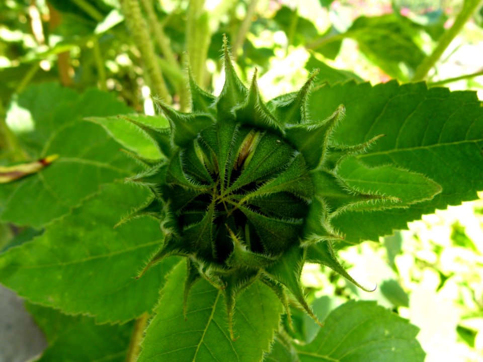 Tournesol en bouton