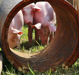Lucky pig agriculture farm