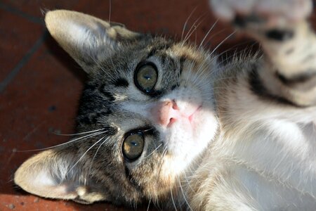 Young cat playful mackerel photo