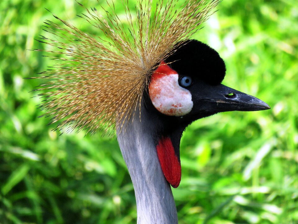 Bird bird nose beautiful