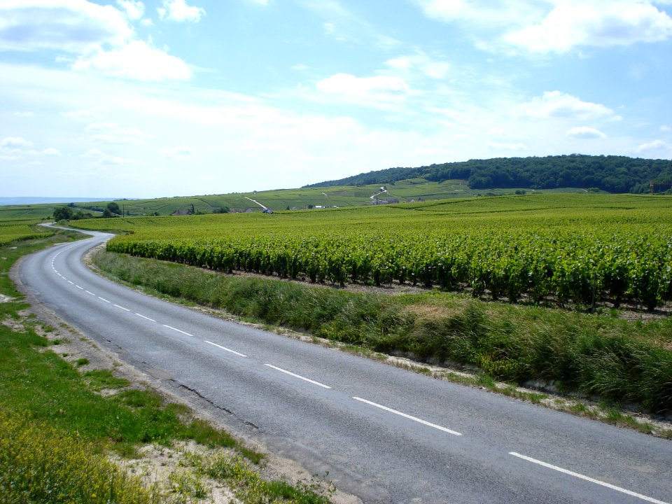 Trépail, vignes au pied de la Montagne de Reims