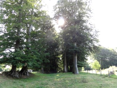Trémauville (Seine-Mar.) la Hêtraye (02)