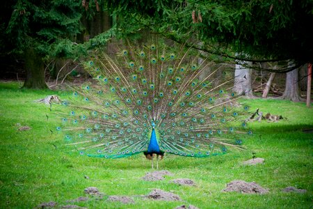 Pheasant-like ornamental birds galliformes