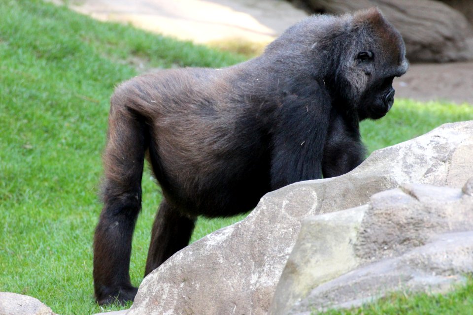 Trächtiger Westlicher Flachlandgorilla (Gorilla gorilla gorilla), Zoo Hannover