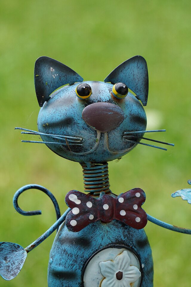 Kitten cat face domestic cat