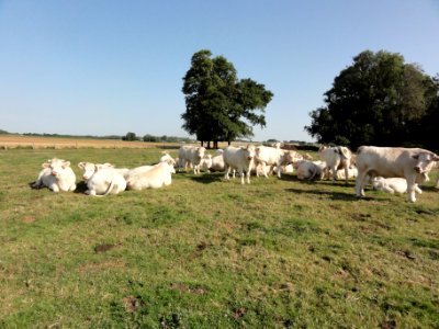 Trémauville (Seine-Mar.) paysage avec vaches blondes