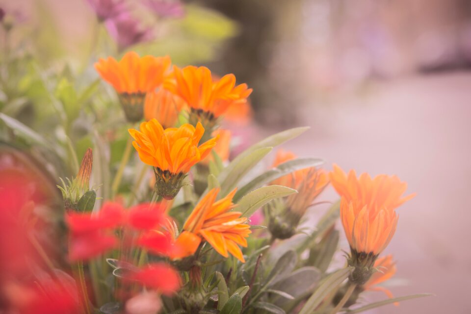 Haze orange flower blossom