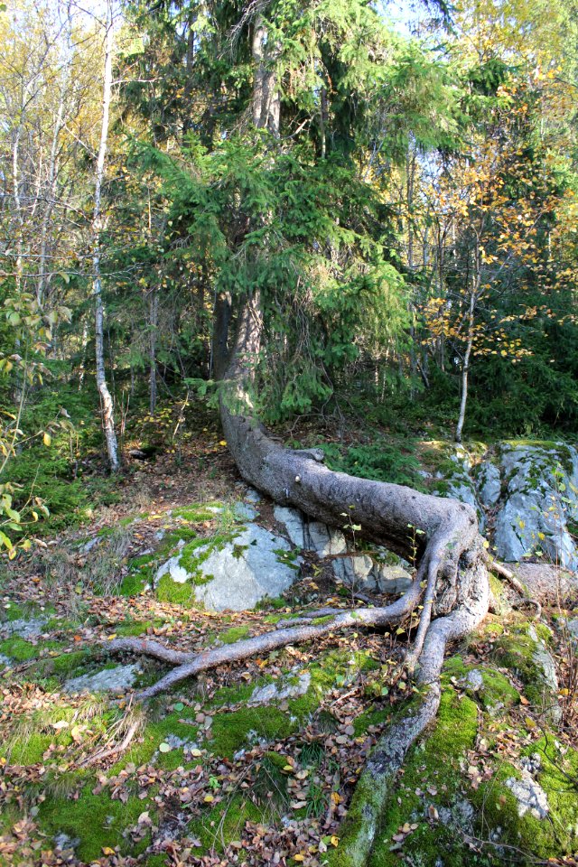 Trädrötter, Salem