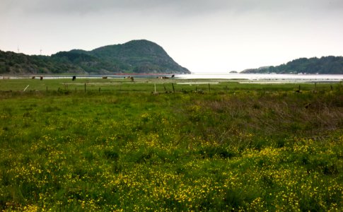 Trälebergskile strandängar 1 photo