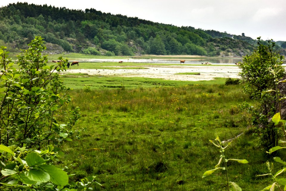 Trälebergskile våtmarker