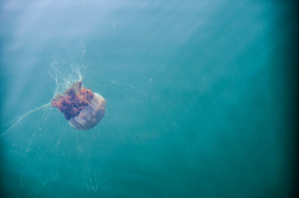 Scotland water underwater photo