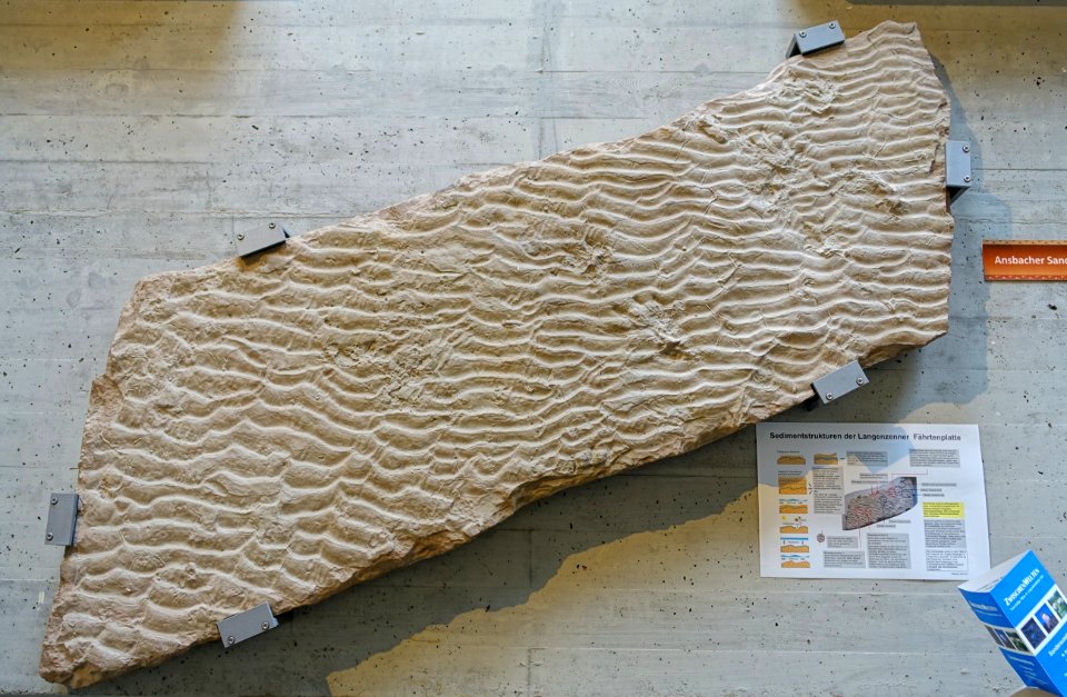 Trackways fossil, Langenzenn - Naturhistorisches Museum Nürnberg - Nuremberg, Gemany - DSC04246