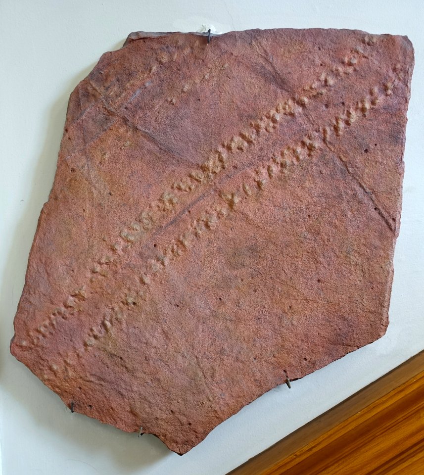 Trackway from north of Kingston, Ontario, formed in sand dunes about 480 to 500 million years ago - Redpath Museum - McGill University - Montreal, Canada - DSC07838