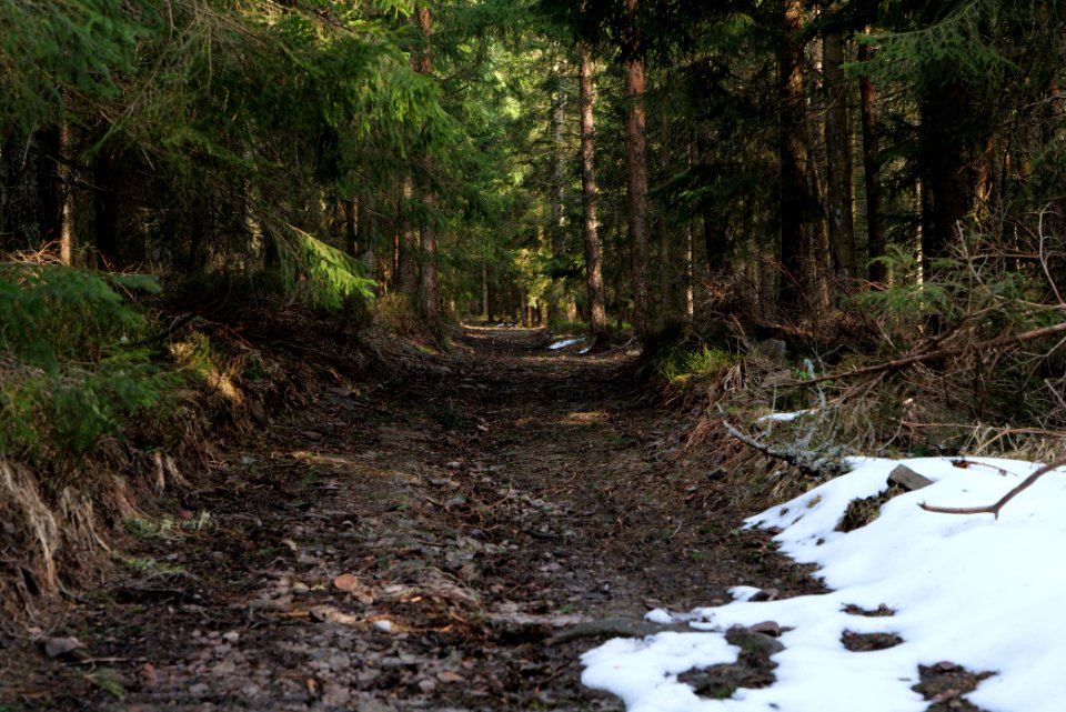 Track to Hoher Ochsenkopf 2020-03-15 05