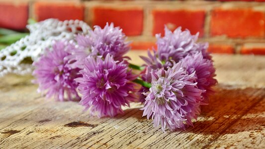 Chive flowers close up nature photo