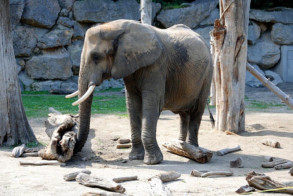 Zoo pachyderm animal portrait