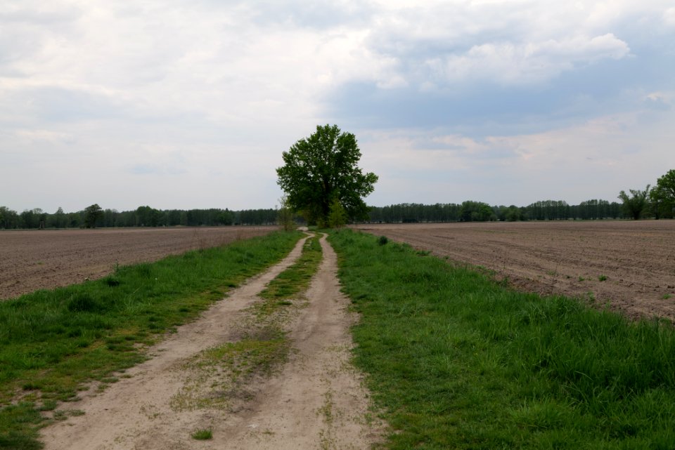 Track near Schleuensches Luch 2020-05-10 01