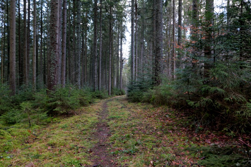 Track near Tobelbach 2020-03-11 14