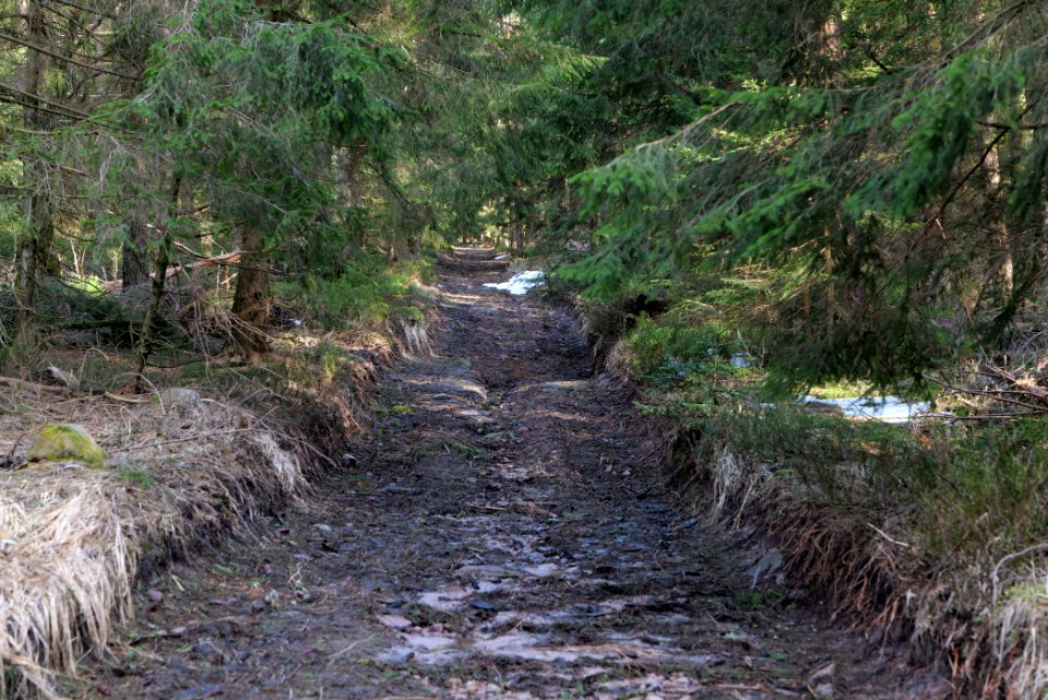 Track to Hoher Ochsenkopf 2020-03-15 04
