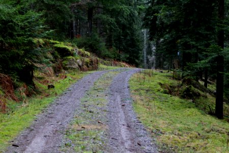 Track in the Black Forest at north of Obertal Baiersbronn 2020-03-11 07
