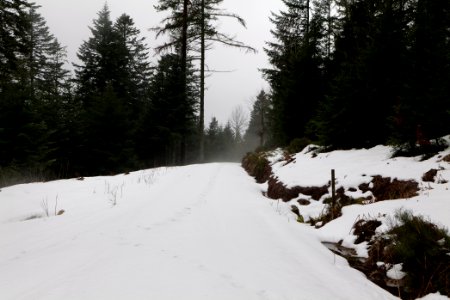 Track in the Black Forest at north of Obertal Baiersbronn 2020-03-11 11