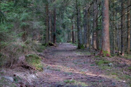 Track to Hoher Ochsenkopf 2020-03-15 09
