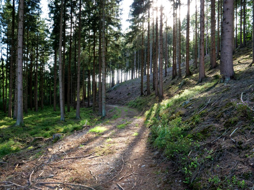Track in the Osthertogenwald 20
