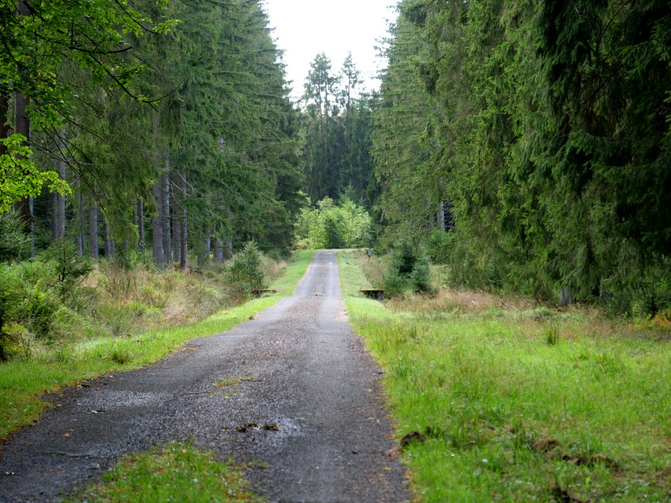 Track in the Osthertogenwald 09