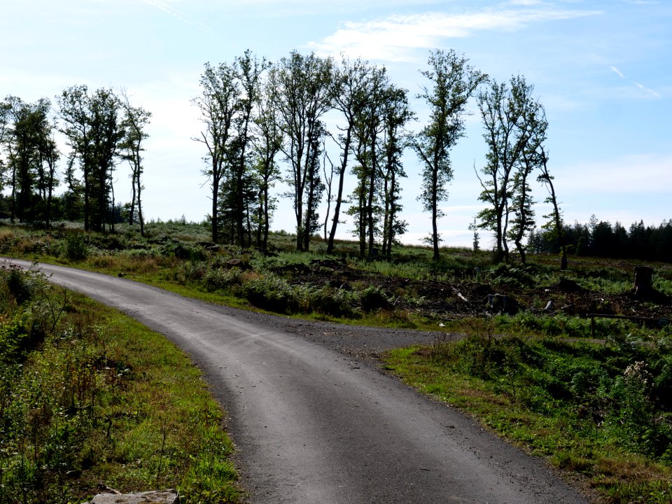 Track in the Osthertogenwald 21