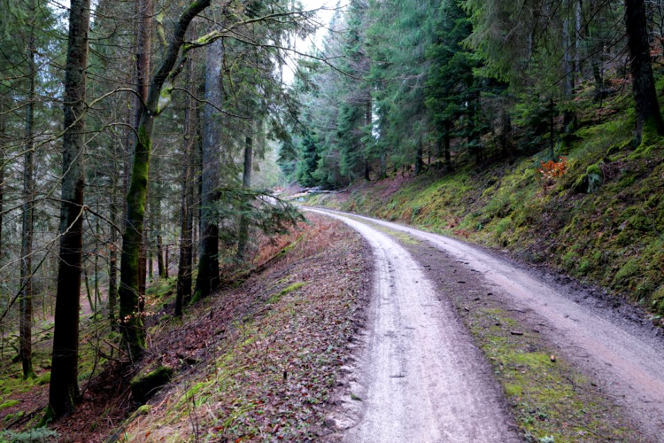 Track near Tobelbach 2020-03-11 05