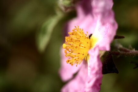 Plant macro nature