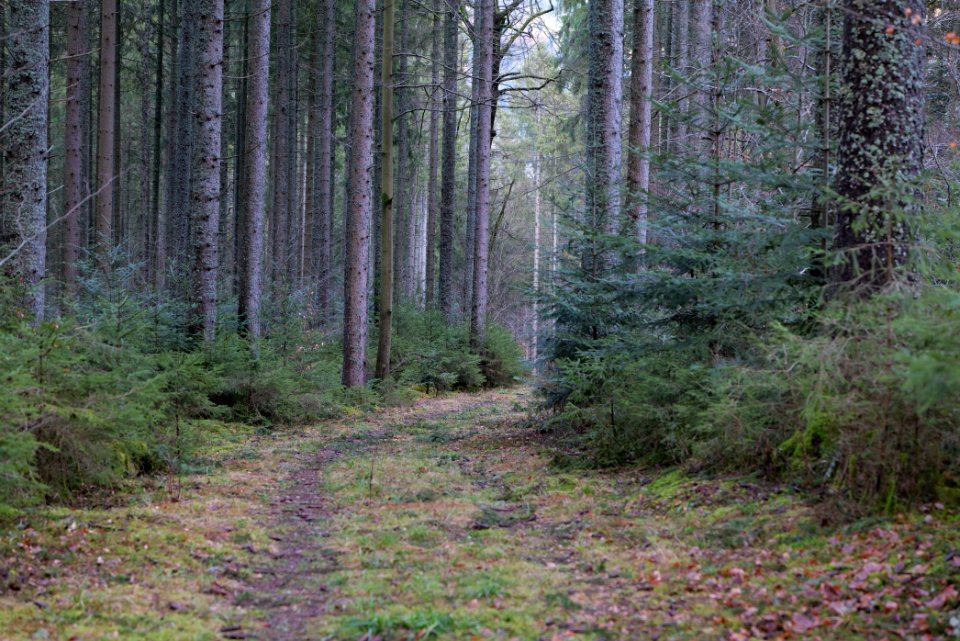 Track near Tobelbach 2020-03-11 13