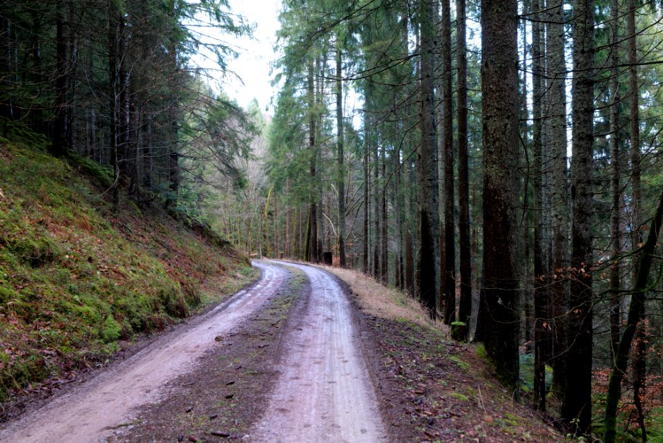 Track near Tobelbach 2020-03-11 06