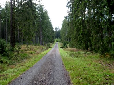 Track in the Osthertogenwald 08