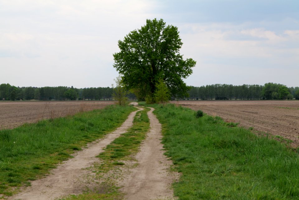 Track near Schleuensches Luch 2020-05-10 02