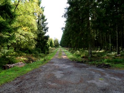 Track in the Osthertogenwald 12