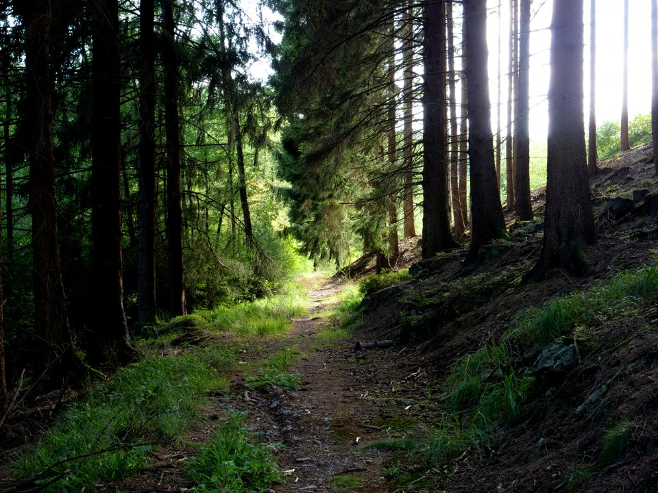 Track in the Osthertogenwald 18