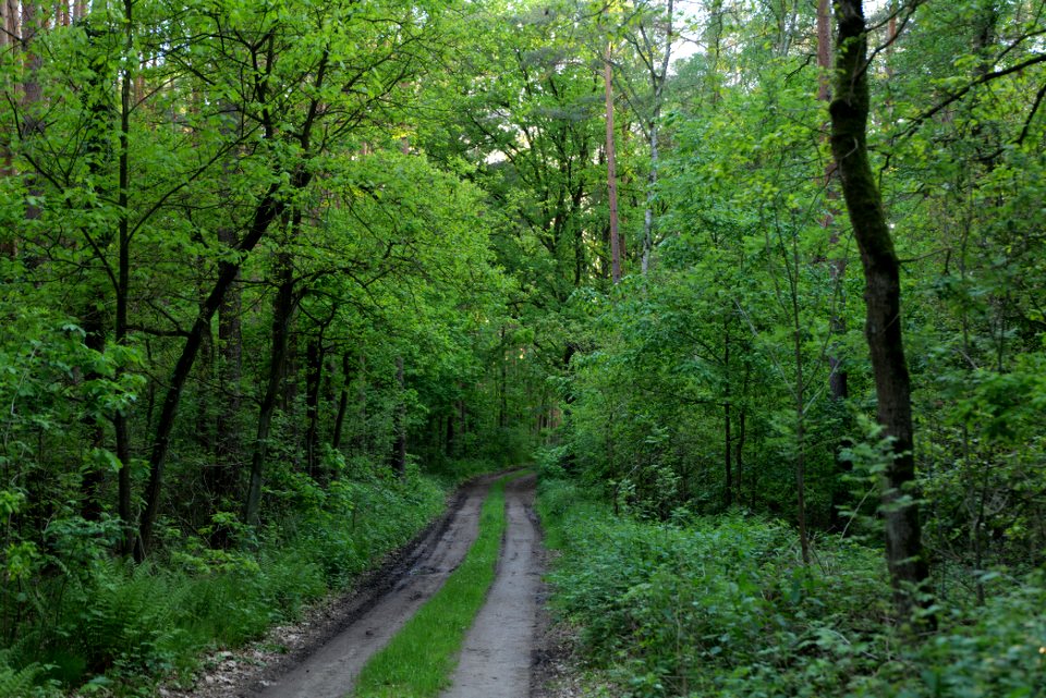 Track in Temmen-Ringenwalde 2021-05-29 10