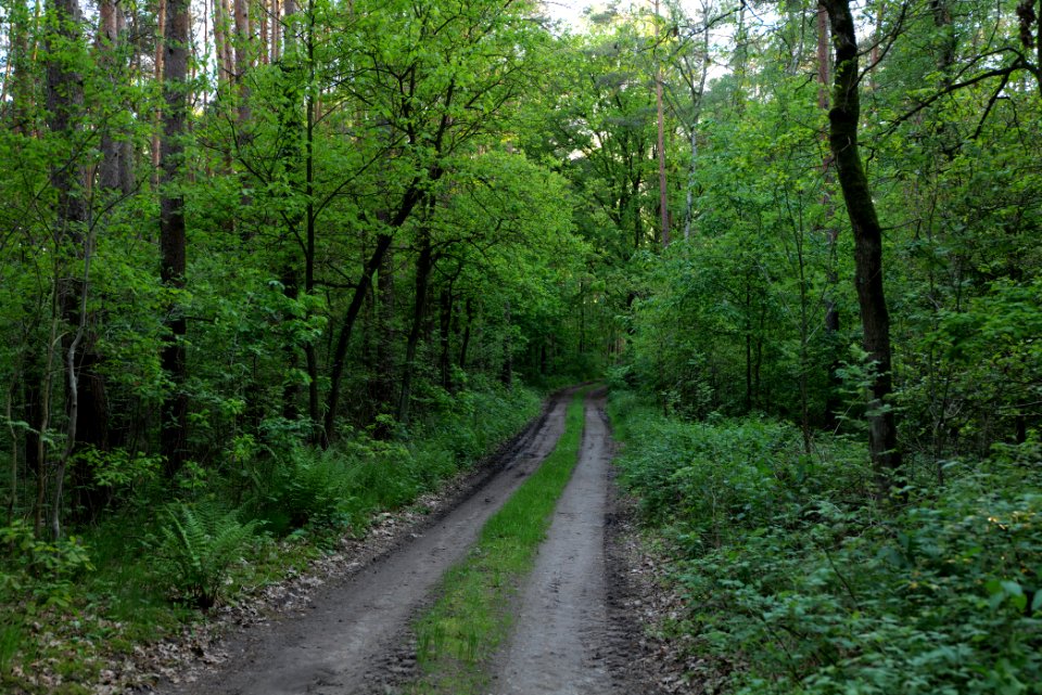 Track in Temmen-Ringenwalde 2021-05-29 06