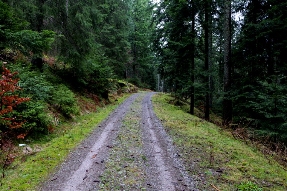Track in the Black Forest at north of Obertal Baiersbronn 2020-03-11 05