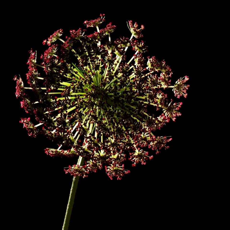 Lighting plant nature