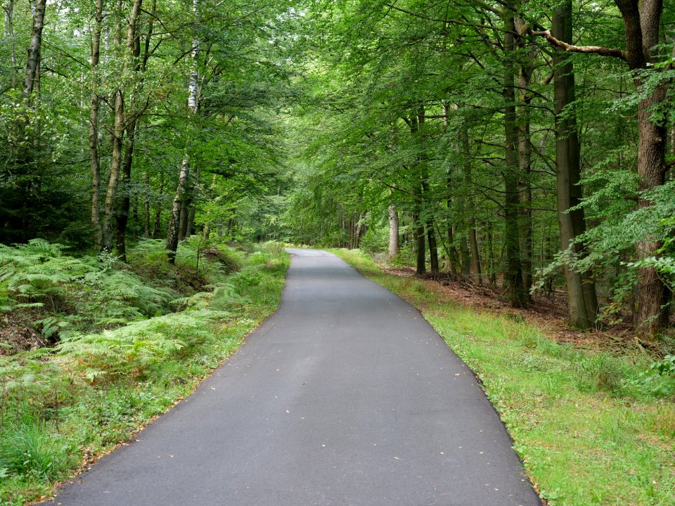 Track in the Osthertogenwald 01
